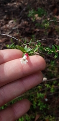 Epacris longiflora