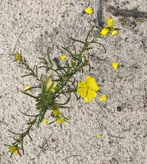 Hibbertia virgata