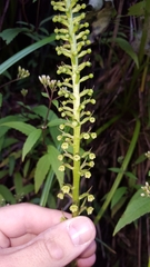 Benthamia chlorantha