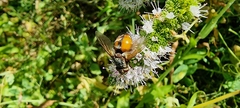 Tachina fera