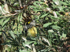 Phylidonyris novaehollandiae