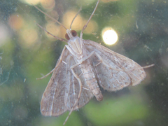 Elophila turbata