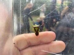 Acanthosoma haemorrhoidale