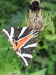 Euplagia quadripunctaria