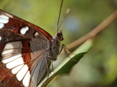 Limenitis reducta
