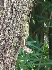 Diploderma polygonatum xanthostomum