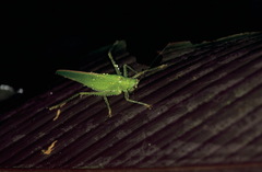 Copiphora brevirostris
