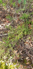Epacris longiflora