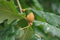 Andricus foecundatrix