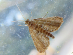 Elophila turbata