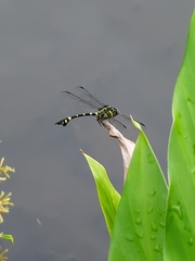 Ictinogomphus rapax