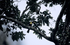Ramphastos ambiguus