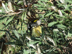 Phylidonyris novaehollandiae