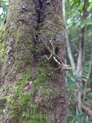 Diploderma polygonatum xanthostomum