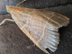 Hypsopygia glaucinalis