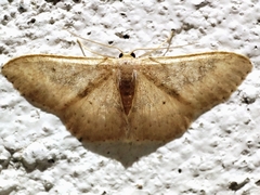 Idaea eugeniata