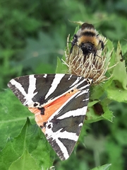 Euplagia quadripunctaria