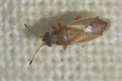 Cymus melanocephalus