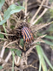 Graphosoma italicum italicum