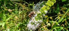 Tachina fera