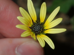 Arctotheca calendula
