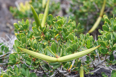 Periploca laevigata