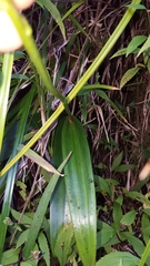 Benthamia chlorantha