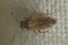 Cymus melanocephalus