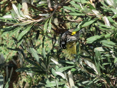 Phylidonyris novaehollandiae