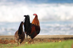 Gallus gallus domesticus
