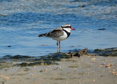 Elseyornis melanops