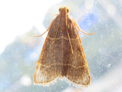 Hypsopygia glaucinalis