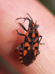 Spilostethus saxatilis