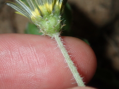 Arctotheca calendula