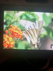 Iphiclides podalirius