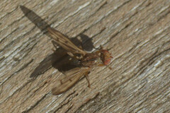 Sciomyzidae