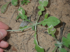 Arctotheca calendula