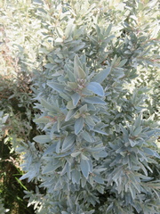 Atriplex cinerea