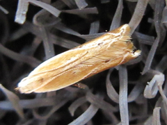 Mesophleps albilinella