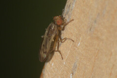 Sciomyzidae