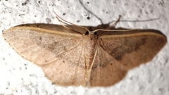 Idaea eugeniata