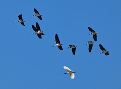 Threskiornis spinicollis