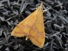 Pyrausta phoenicealis