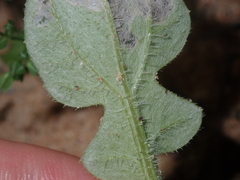 Arctotheca calendula