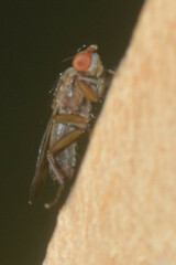 Sciomyzidae