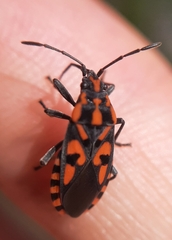 Spilostethus saxatilis