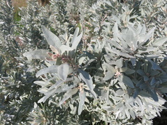 Atriplex cinerea