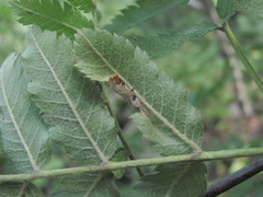 Phyllonorycter