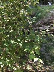 Cornus mas