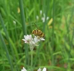 Myathropa florea